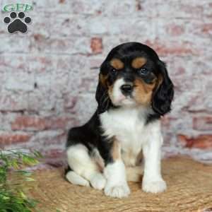 Heidi, Cavalier King Charles Spaniel Puppy